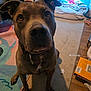 dog, indoor, carpet, pet, animal, brown_dog, collar, floor, rug, bed, wooden_floor, curious, looking_up, canine, home, living_room, domestic_animal, mammal, ears, snout