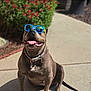 Kaya is registered to the contest to win money with this photo: dog, sunglasses, tongue_out, sidewalk, sunny, outdoor, happy, pet, summer, collar, smiling, brown_dog, canine, grass, flower, greenery, shade, leash, closeup, animal