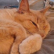 Snickerdoodle joined the competition — help win amazing prizes! cat, orange_cat, sleeping, sleepy, curled_up, paws, whiskers, fur, furry, pet, domestic_cat, relaxed, cozy, nap, bed, blanket, close_up, portrait, indoor, cute