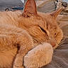 cat, orange_cat, sleeping, sleepy, curled_up, paws, whiskers, fur, furry, pet, domestic_cat, relaxed, cozy, nap, bed, blanket, close_up, portrait, indoor, cute