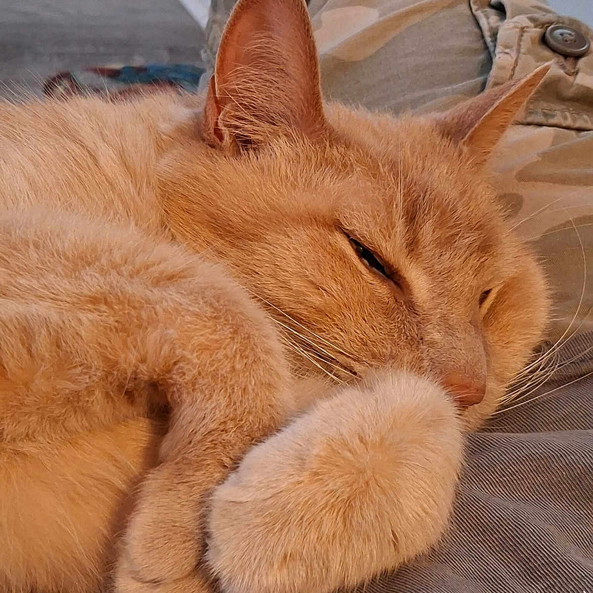 Snickerdoodle joined the competition — help win amazing prizes! cat, orange_cat, sleeping, sleepy, curled_up, paws, whiskers, fur, furry, pet, domestic_cat, relaxed, cozy, nap, bed, blanket, close_up, portrait, indoor, cute
