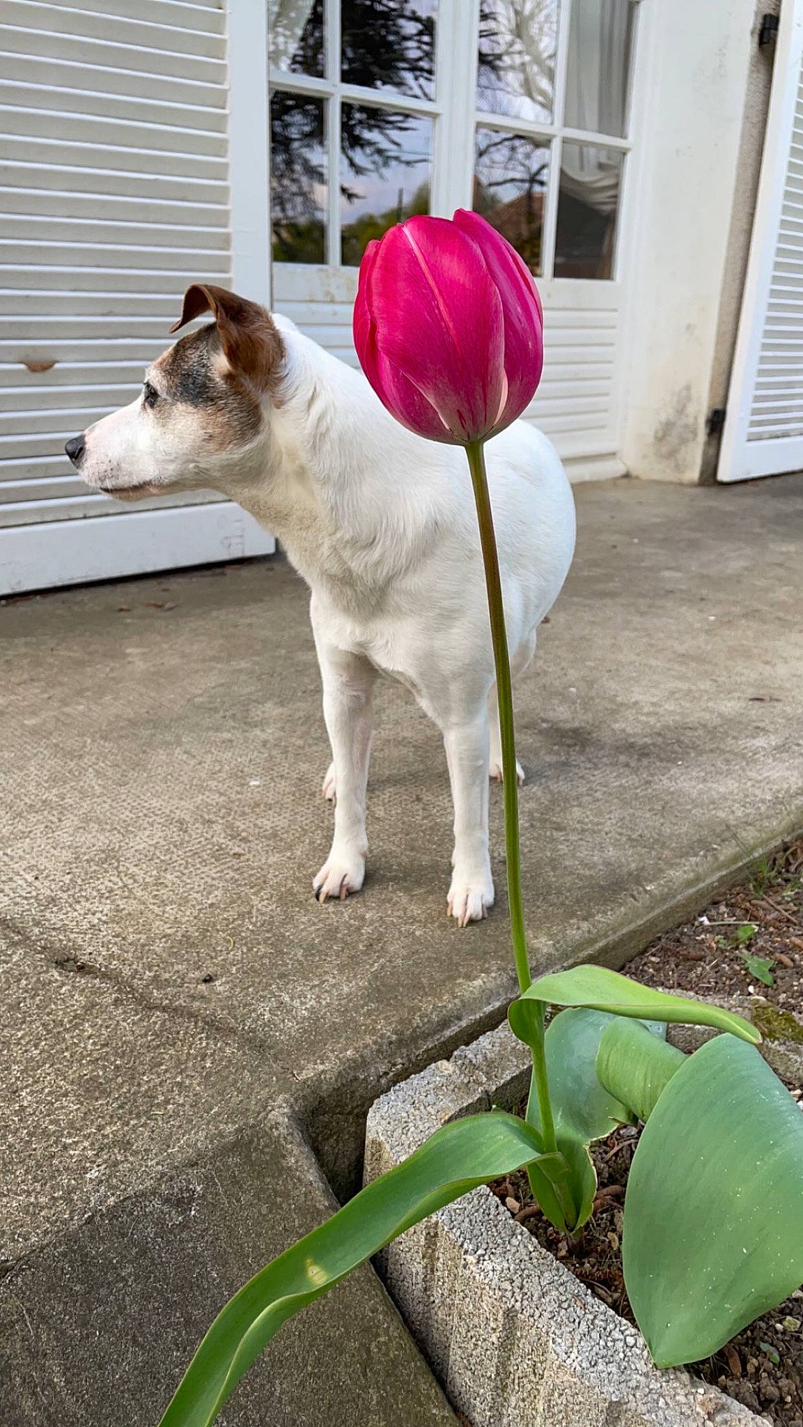Holly a rejoint le concours — aidez-le/la à gagner de superbes lots ! canidae, carnivore, collar, companion_dog, dog, dog_breed, dog_collar, dog_supply, door, fawn, flower, grass, petal, plant, sidewalk, sporting_group, tail, terrestrial_plant, window, working_animal