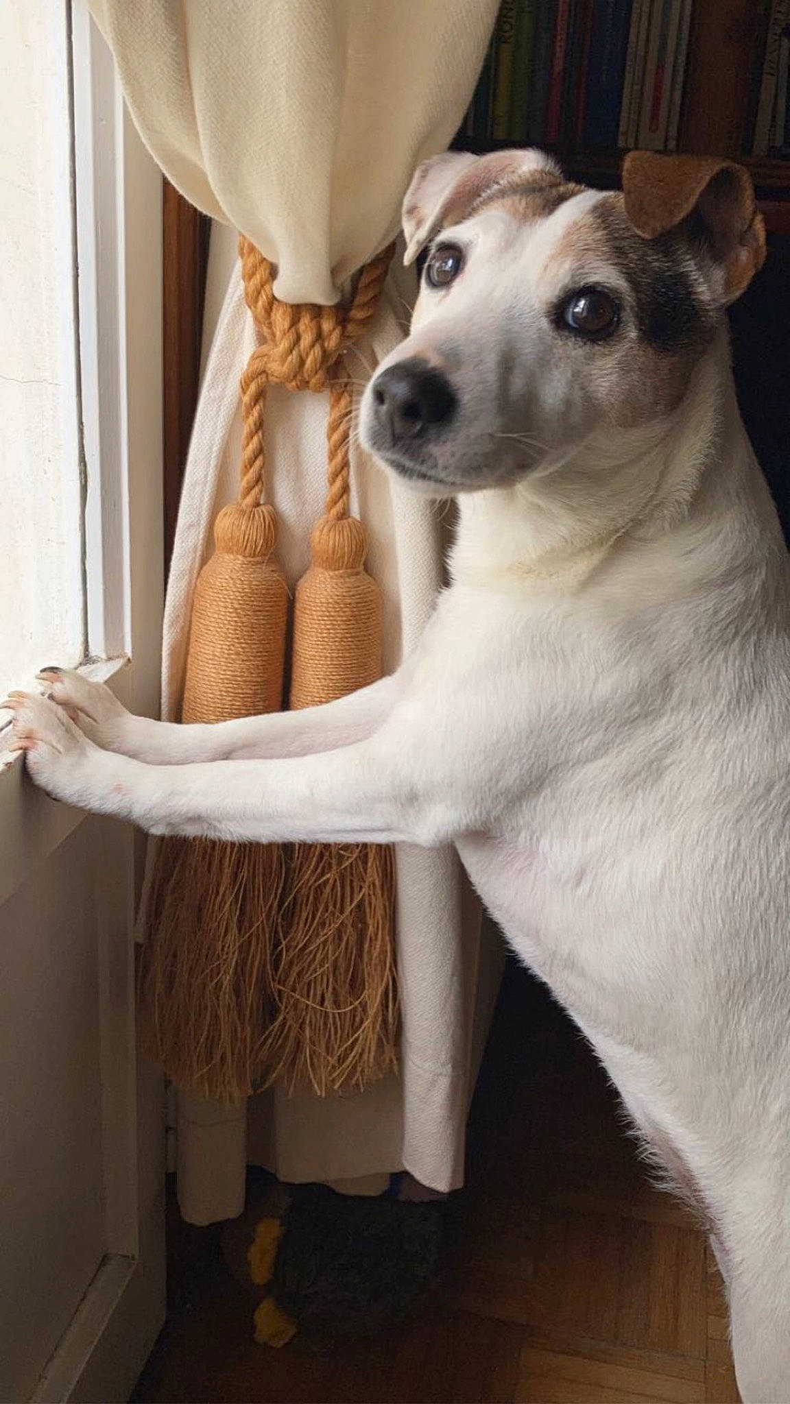 Holly a rejoint le concours — aidez-le/la à gagner de superbes lots ! ancient_dog_breeds, canidae, carnivore, comfort, companion_dog, curtain, dog, dog_breed, fawn, fur, human_leg, linens, non_sporting_group, pattern, room, terrestrial_animal, toy_dog, whiskers, wood, working_animal