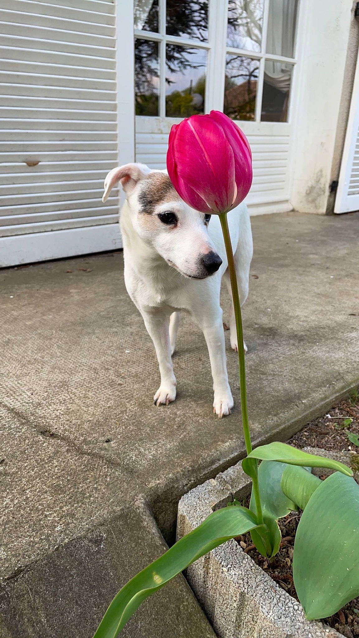 Holly a rejoint le concours — aidez-le/la à gagner de superbes lots ! carnivore, collar, companion_dog, dog, dog_breed, dog_collar, dog_supply, door, fawn, flooring, grass, leash, plant, sidewalk, snout, sporting_group, tail, window, wood, working_animal
