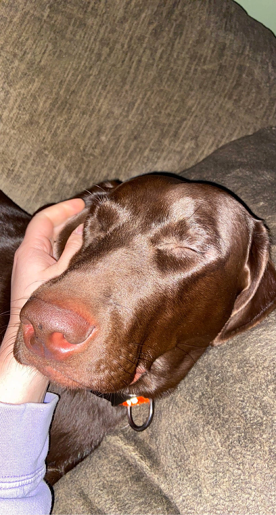 Benelli is registered to the contest to win money with this photo: canidae, carnivore, collar, comfort, companion_dog, dog, dog_breed, dog_collar, ear, fawn, fur, liver, pet_supply, snout, sporting_group, weimaraner, whiskers, wood, working_animal, wrinkle