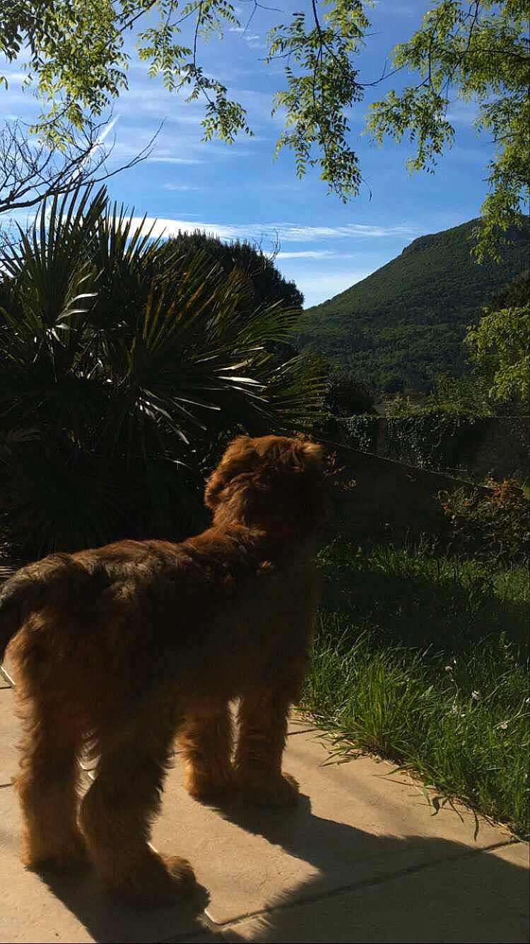 Syrius a rejoint le concours — aidez-le/la à gagner de superbes lots ! airedale_terrier, canidae, carnivore, cloud, companion_dog, dog, dog_breed, fawn, landscape, mountain, plant, sky, small_terrier, sporting_group, tail, terrier, toy_dog, tree, water_dog, working_animal