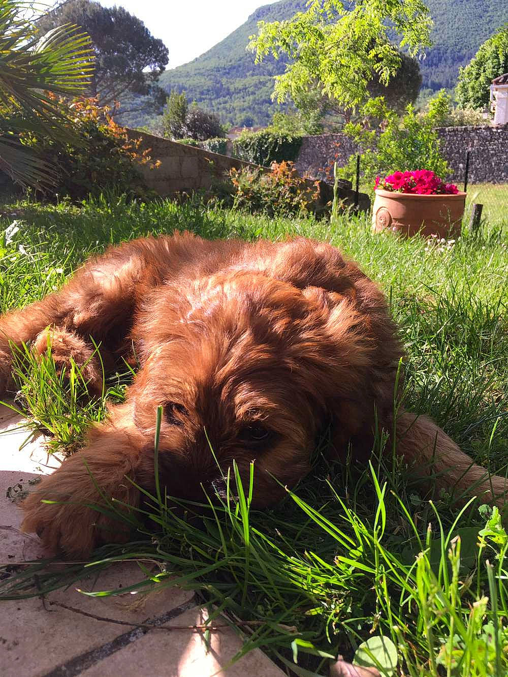 Syrius participe au concours pour gagner de l'argent avec cette photo : carnivore, dog, fawn, flower, garden, grass, groundcover, landscape, liver, natural_landscape, plant, shrub, sky, snout, sporting_group, terrestrial_animal, tree, wildlife, working_animal, wrinkle