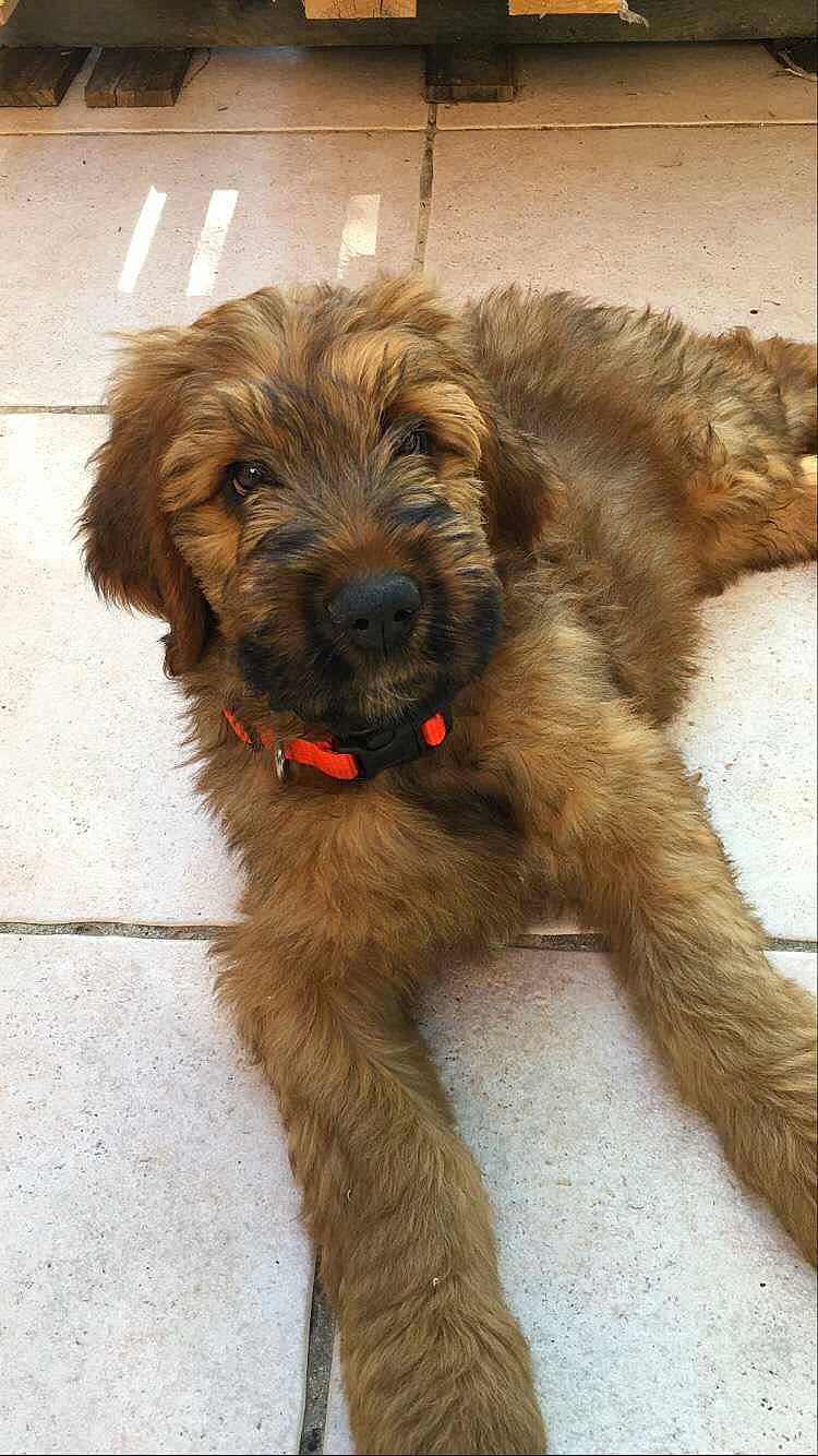 Syrius a rejoint le concours — aidez-le/la à gagner de superbes lots ! biewer_terrier, canidae, carnivore, companion_dog, dog, dog_breed, fawn, fur, liver, puppy, small_terrier, snout, sporting_group, tail, terrestrial_animal, terrier, toy_dog, water_dog, working_animal, yorkipoo