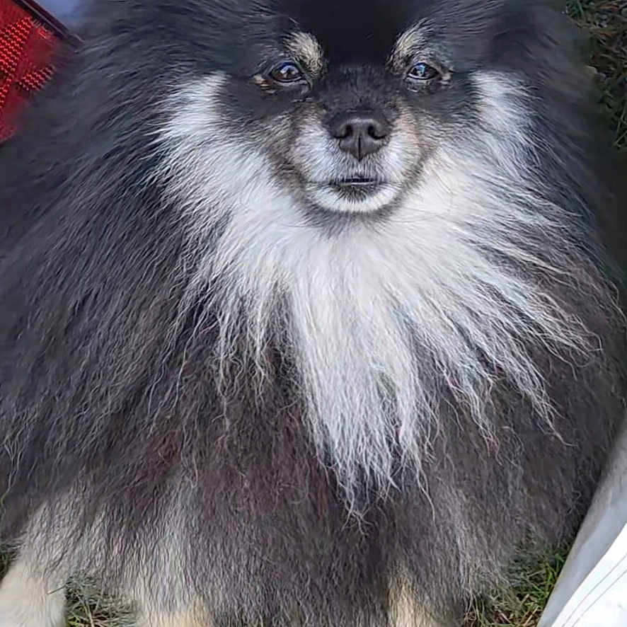 Ténor participe au concours pour gagner de l'argent avec cette photo : animal, black_and_white, canine, companion, cute, dog, ears, eyes, face, fluffy, fur, grass, nature, nose, outdoor, pet, portrait, small_dog, standing, tail