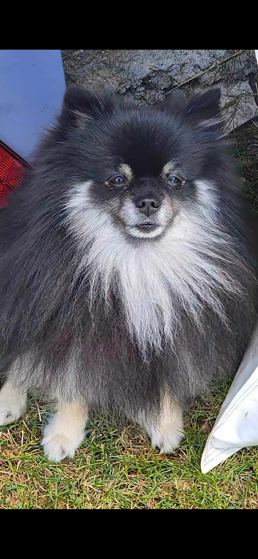 Ténor participe au concours pour gagner de l'argent avec cette photo : dog, fluffy, black_and_white, fur, outdoor, grass, pet, animal, cute, small_dog, portrait, canine, face, standing, ears, nose, eyes, tail, nature, companion