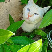 Igloo a rejoint le concours — aidez-le/la à gagner de superbes lots ! cat, white_cat, blue_eyes, green_leaves, plants, nature, outdoor, curious, pet, feline, whiskers, close_up, animal, garden, foliage, sunlight, texture, leaf, cute, hidden