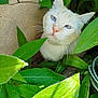 cat, white_cat, blue_eyes, green_leaves, plants, nature, outdoor, curious, pet, feline, whiskers, close_up, animal, garden, foliage, sunlight, texture, leaf, cute, hidden