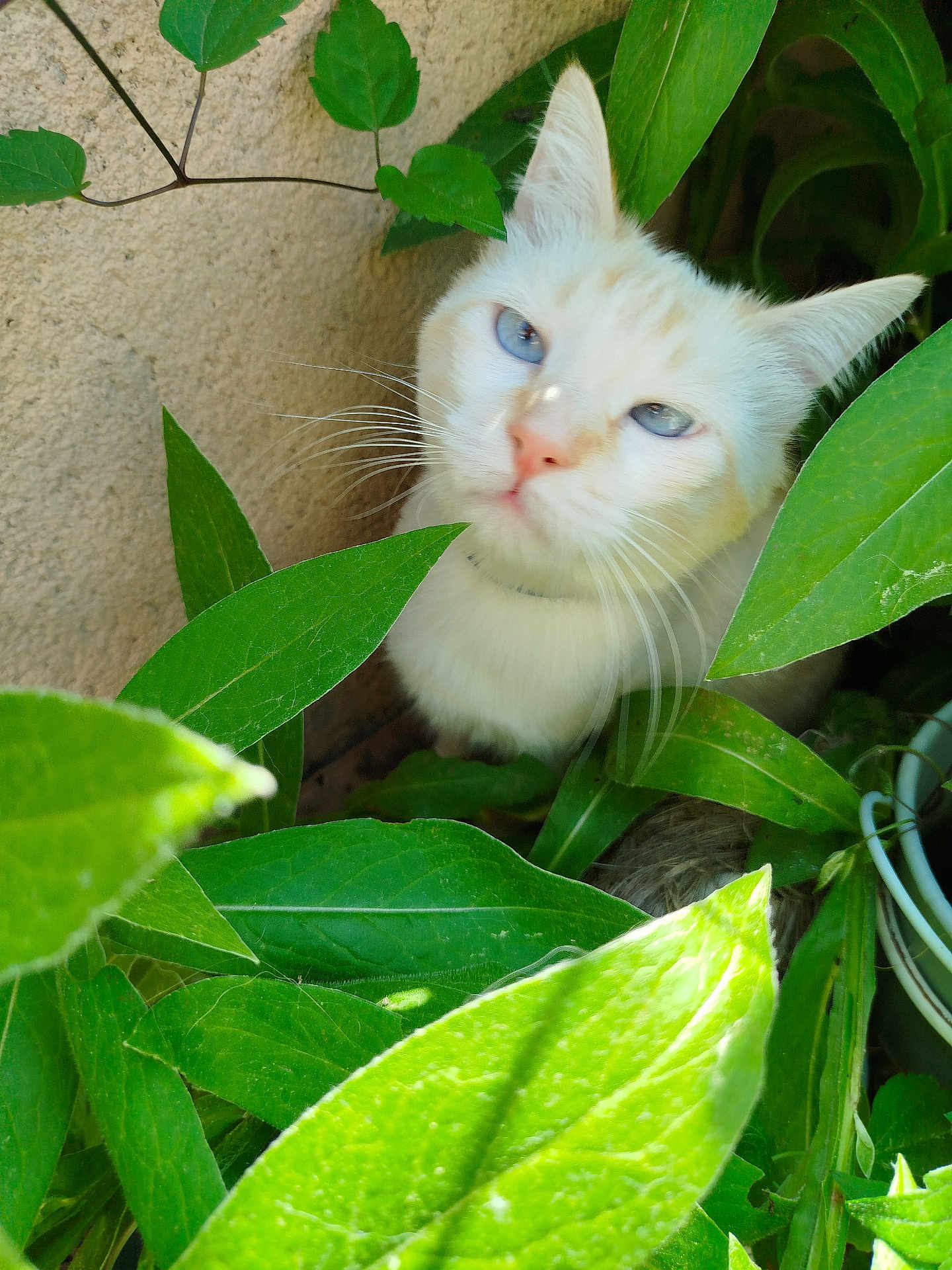 Igloo a rejoint le concours — aidez-le/la à gagner de superbes lots ! cat, white_cat, blue_eyes, green_leaves, plants, nature, outdoor, curious, pet, feline, whiskers, close_up, animal, garden, foliage, sunlight, texture, leaf, cute, hidden