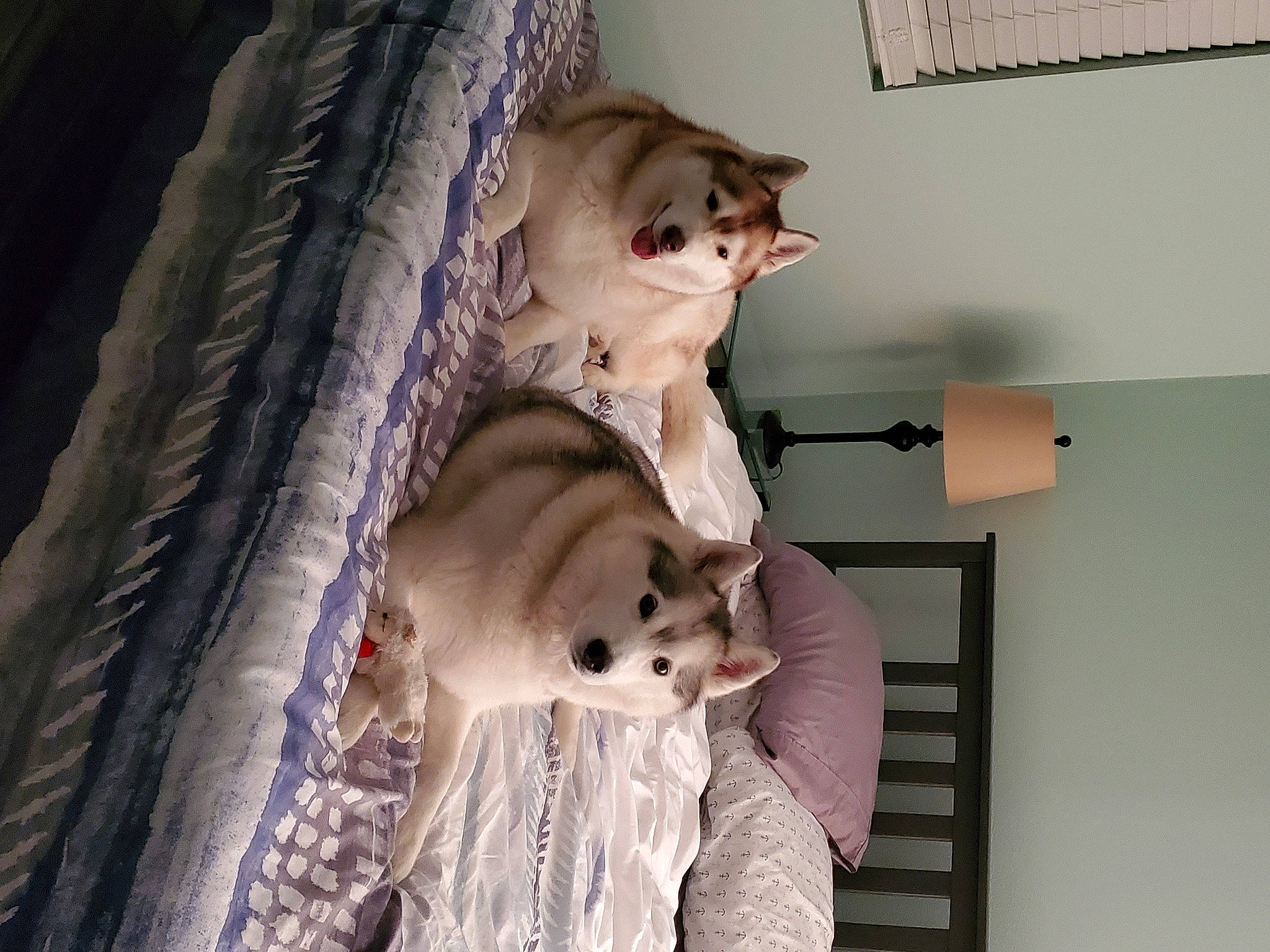 Lefty joined the competition — help win amazing prizes! asian, carnivore, cat, fawn, felidae, fur, kitten, room, small_to_medium_sized_cats, whiskers