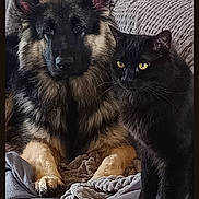 Arho a rejoint le concours — aidez-le/la à gagner de superbes lots ! dog, cat, german_shepherd, black_cat, pet, animal, couch, blanket, indoor, cozy, furry, companion, relaxed, domestic_animal, two_animals, friendship, furniture, sitting, looking, home
