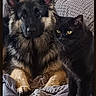 dog, cat, german_shepherd, black_cat, pet, animal, couch, blanket, indoor, cozy, furry, companion, relaxed, domestic_animal, two_animals, friendship, furniture, sitting, looking, home