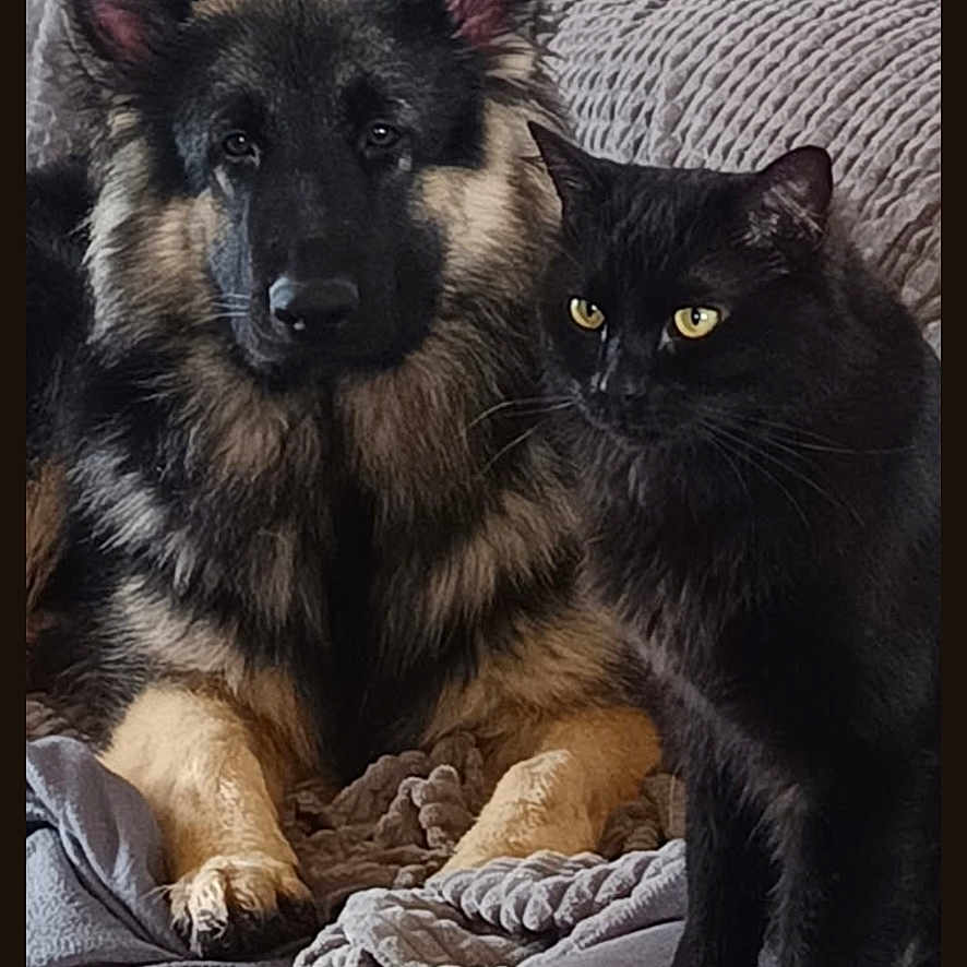 Arho a rejoint le concours — aidez-le/la à gagner de superbes lots ! dog, cat, german_shepherd, black_cat, pet, animal, couch, blanket, indoor, cozy, furry, companion, relaxed, domestic_animal, two_animals, friendship, furniture, sitting, looking, home