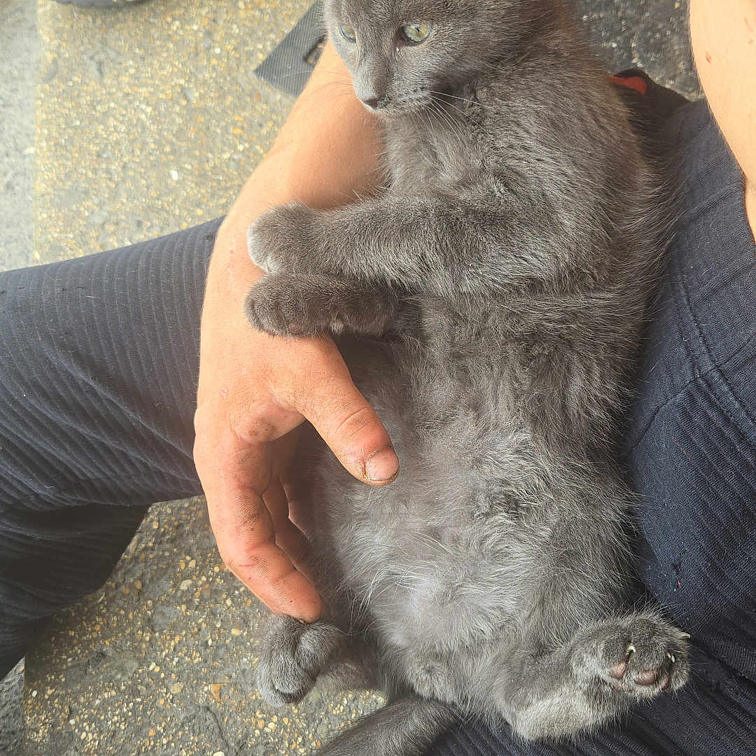 Garfield a rejoint le concours — aidez-le/la à gagner de superbes lots ! animal, black_pants, black_sneaker, casual, cat, closeup, cute, furry, gray_cat, hand, indoor, kitten, lap, pants, person, pet, relaxed, resting, shoe, sneaker