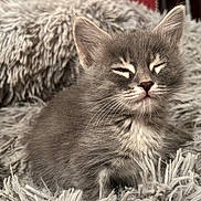 Smoki participe au concours pour gagner de l'argent avec cette photo : kitten, cat, gray_cat, fluffy, furry, pet, animal, cozy, blanket, soft, indoor, cute, young_cat, whiskers, resting, sleepy, fur, small_animal, comfort, closeup