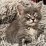 kitten, cat, gray_cat, fluffy, furry, pet, animal, cozy, blanket, soft, indoor, cute, young_cat, whiskers, resting, sleepy, fur, small_animal, comfort, closeup