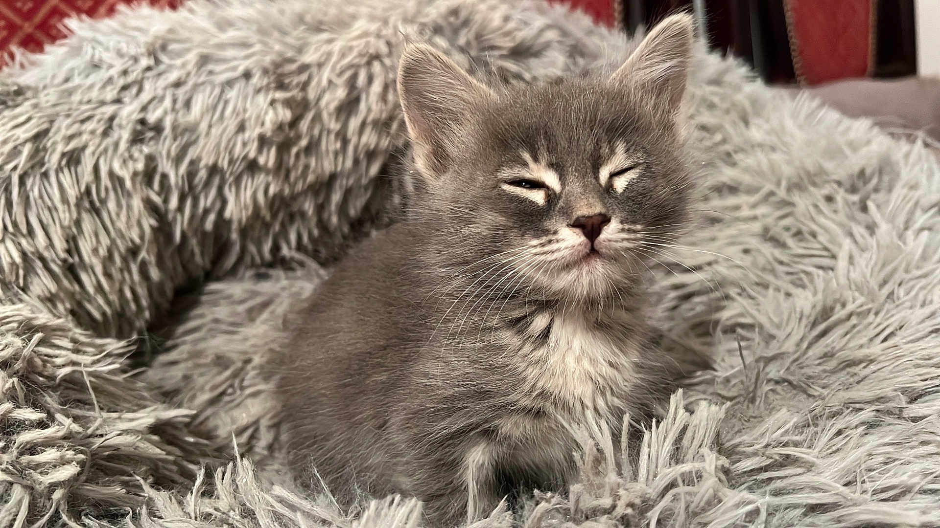 Smoki participe au concours pour gagner de l'argent avec cette photo : kitten, cat, gray_cat, fluffy, furry, pet, animal, cozy, blanket, soft, indoor, cute, young_cat, whiskers, resting, sleepy, fur, small_animal, comfort, closeup