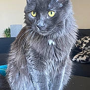 Raja Binx joined the competition — help win amazing prizes! cat, gray_cat, yellow_eyes, fluffy_fur, indoor, furniture, couch, plant, whiskers, pet, animal, sitting, portrait, domestic_cat, relaxed, feline, table, cozy, home, curious