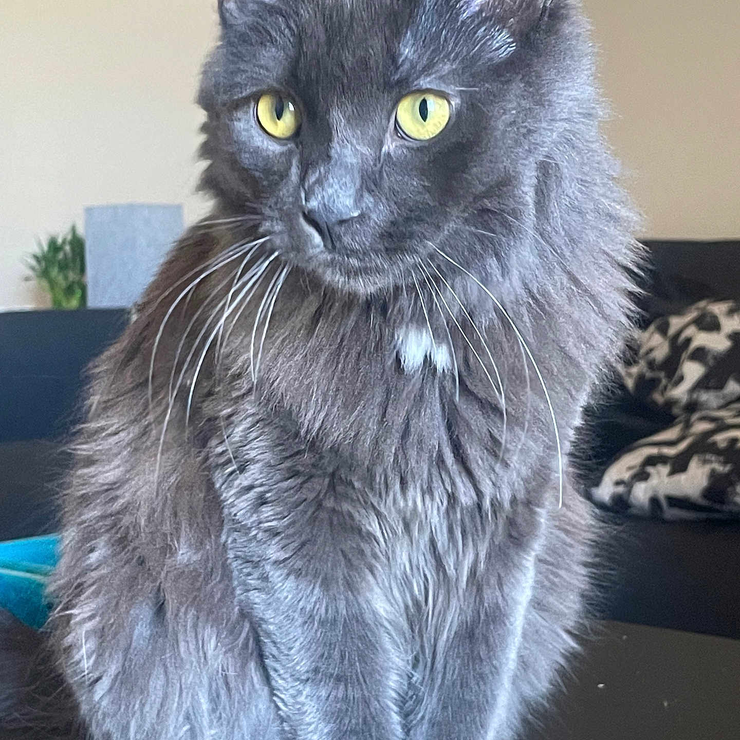Raja Binx joined the competition — help win amazing prizes! cat, gray_cat, yellow_eyes, fluffy_fur, indoor, furniture, couch, plant, whiskers, pet, animal, sitting, portrait, domestic_cat, relaxed, feline, table, cozy, home, curious