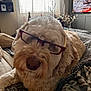 bed, blanket, close_up, cozy, curtain, dog, doodle, eyewear, fur, furniture, glasses, indoor, living_room, nose, pet, plaid_blanket, portrait, sleepy, tv, window