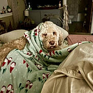 Cooper joined the competition — help win amazing prizes! animal, bed, blanket, cabinet, candy_cane_pattern, cozy, curly_fur, curtain, decorations, dog, festive, furniture, holiday, indoor, lamp, living_room, pet, pillow, relaxed, wood_floor