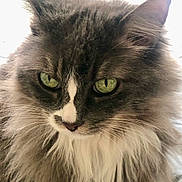 Diamond joined the competition — help win amazing prizes! animal, cat, close_up, cute, domestic_cat, ears, expression, face, feline, fluffy, fur, green_eyes, indoors, long_hair, majestic, muzzle, pet, portrait, soft_light, whiskers