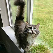 Diamond joined the competition — help win amazing prizes! cat, feline, pet, windowsill, window, green_eyes, fluffy_tail, long_hair, whiskers, indoor, potted_plant, grass_outside, portrait, domestic_cat, curious, meowing, tongue, gray_fur, white_chest, sitting