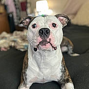 Max joined the competition — help win amazing prizes! dog, pet, animal, portrait, white_fur, brindle_fur, bed, bedding, indoor, close_up, face, nose, eyes, whiskers, ears, cute, attention, blurred_background, lamp, blankets