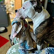 Max is registered to the contest to win money with this photo: animal, blanket, brindle, brown, calm, comfort, cozy, cute, dog, domestic, fabric, furniture, home, indoor, pattern, pet, side_view, sitting, soft, white