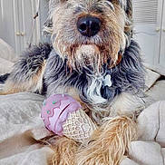 Tomas is registered to the contest to win money with this photo: dog, toy, bed, indoor, fur, scruffy, pet, animal, nose, paws, collar, furniture, lamp, wardrobe, relaxed, closeup, portrait, household, cute, domestic