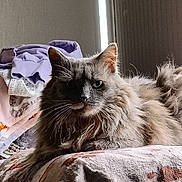 Hope joined the competition — help win amazing prizes! cat, fluffy, gray, indoor, blanket, clothing, window, light, fur, animal, pet, resting, cozy, furniture, home, portrait, whiskers, ears, relaxed, soft