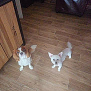 Junior Et Capi a rejoint le concours — aidez-le/la à gagner de superbes lots ! dog, floor, wooden_floor, brown, white, pet, animal, indoor, looking_up, furniture, home, cute, small_dog, companion, ears, tail, two_dogs, domestic, curious, standing