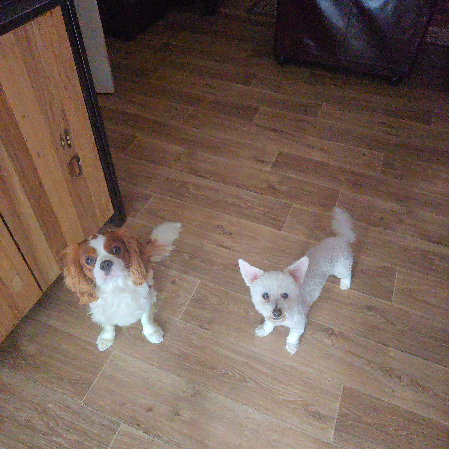 Junior Et Capi a rejoint le concours — aidez-le/la à gagner de superbes lots ! animal, brown, companion, curious, cute, dog, domestic, ears, floor, furniture, home, indoor, looking_up, pet, small_dog, standing, tail, two_dogs, white, wooden_floor