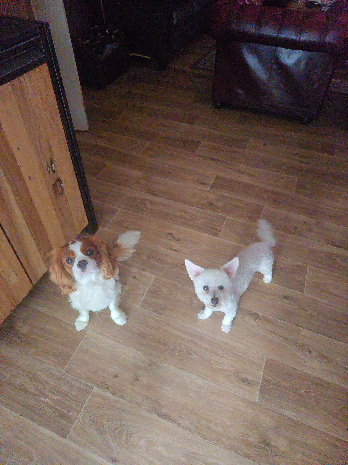Junior Et Capi a rejoint le concours — aidez-le/la à gagner de superbes lots ! dog, floor, wooden_floor, brown, white, pet, animal, indoor, looking_up, furniture, home, cute, small_dog, companion, ears, tail, two_dogs, domestic, curious, standing