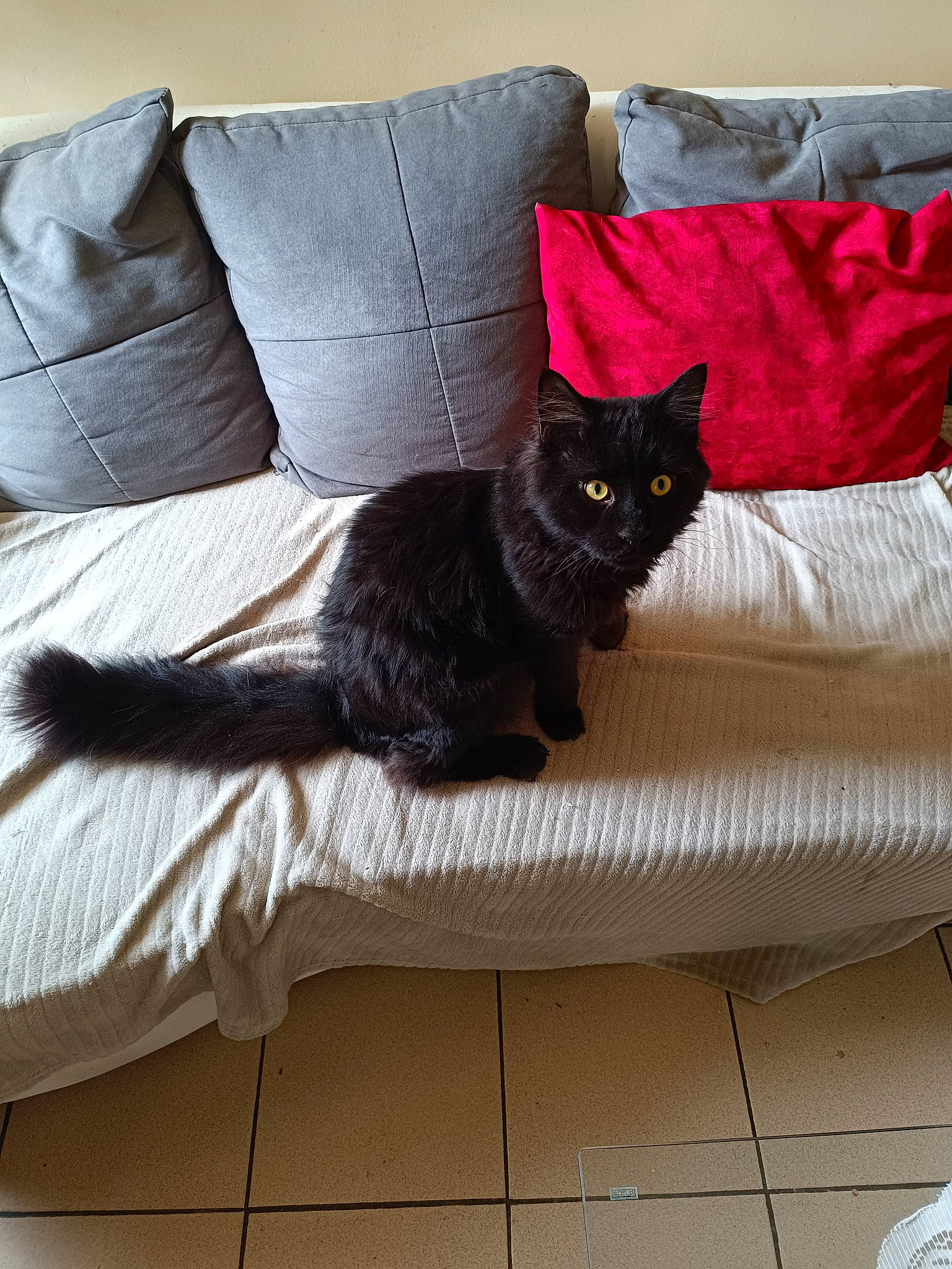 Tom a rejoint le concours — aidez-le/la à gagner de superbes lots ! black_cat, carnivore, cat, comfort, couch, domestic_short_haired_cat, felidae, floor, flooring, fur, furniture, grey, hardwood, pillow, rectangle, small_to_medium_sized_cats, studio_couch, tail, whiskers, wood