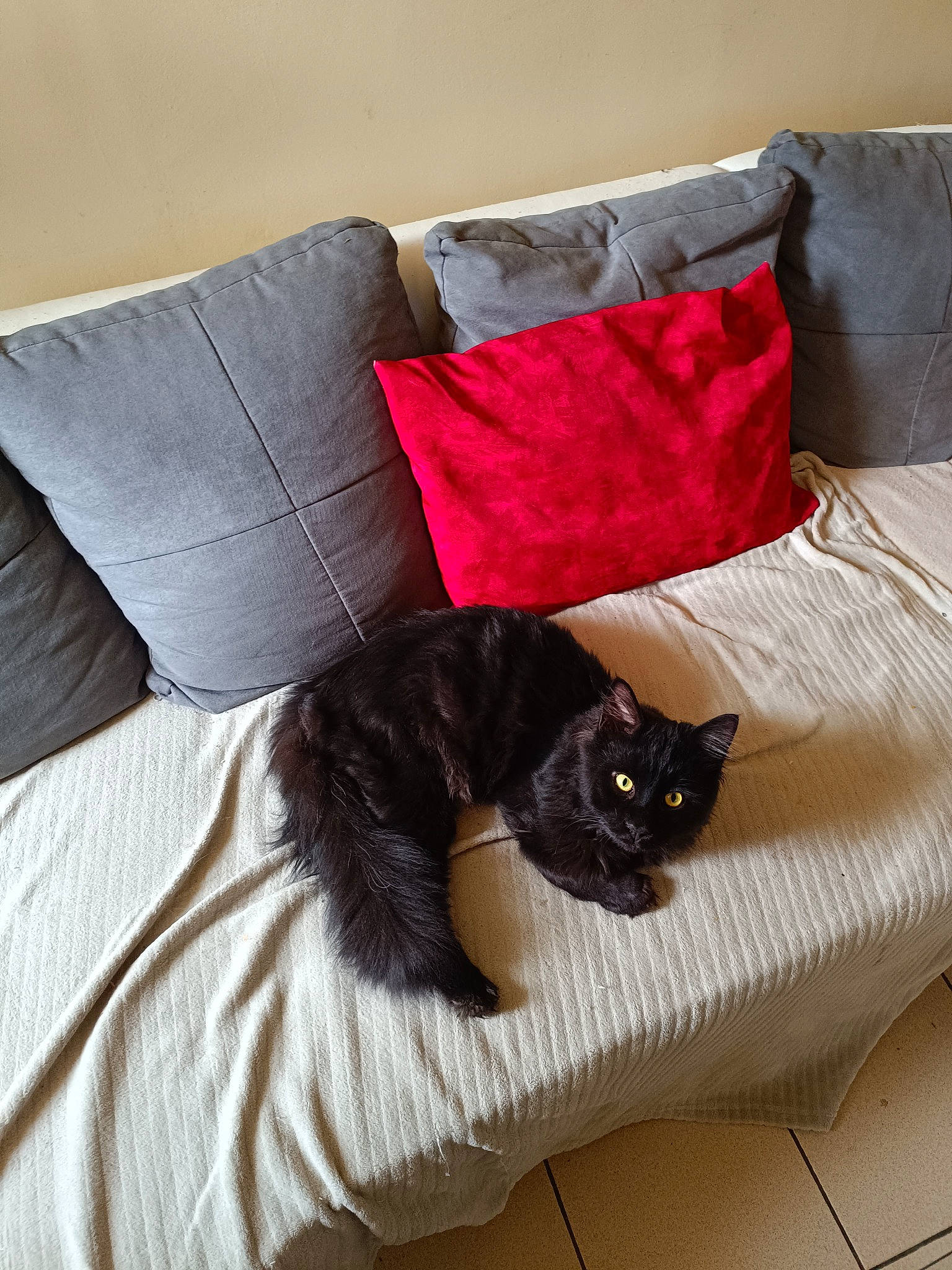 Tom participe au concours pour gagner de l'argent avec cette photo : bag, bed, bedding, black_cat, carnivore, cat, comfort, couch, domestic_short_haired_cat, felidae, fur, grey, linens, pillow, room, small_to_medium_sized_cats, tail, textile, tints_and_shades, whiskers