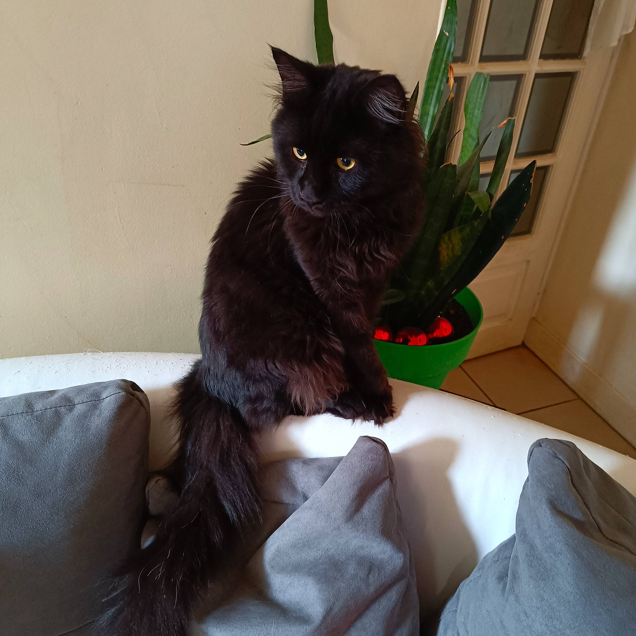 Tom