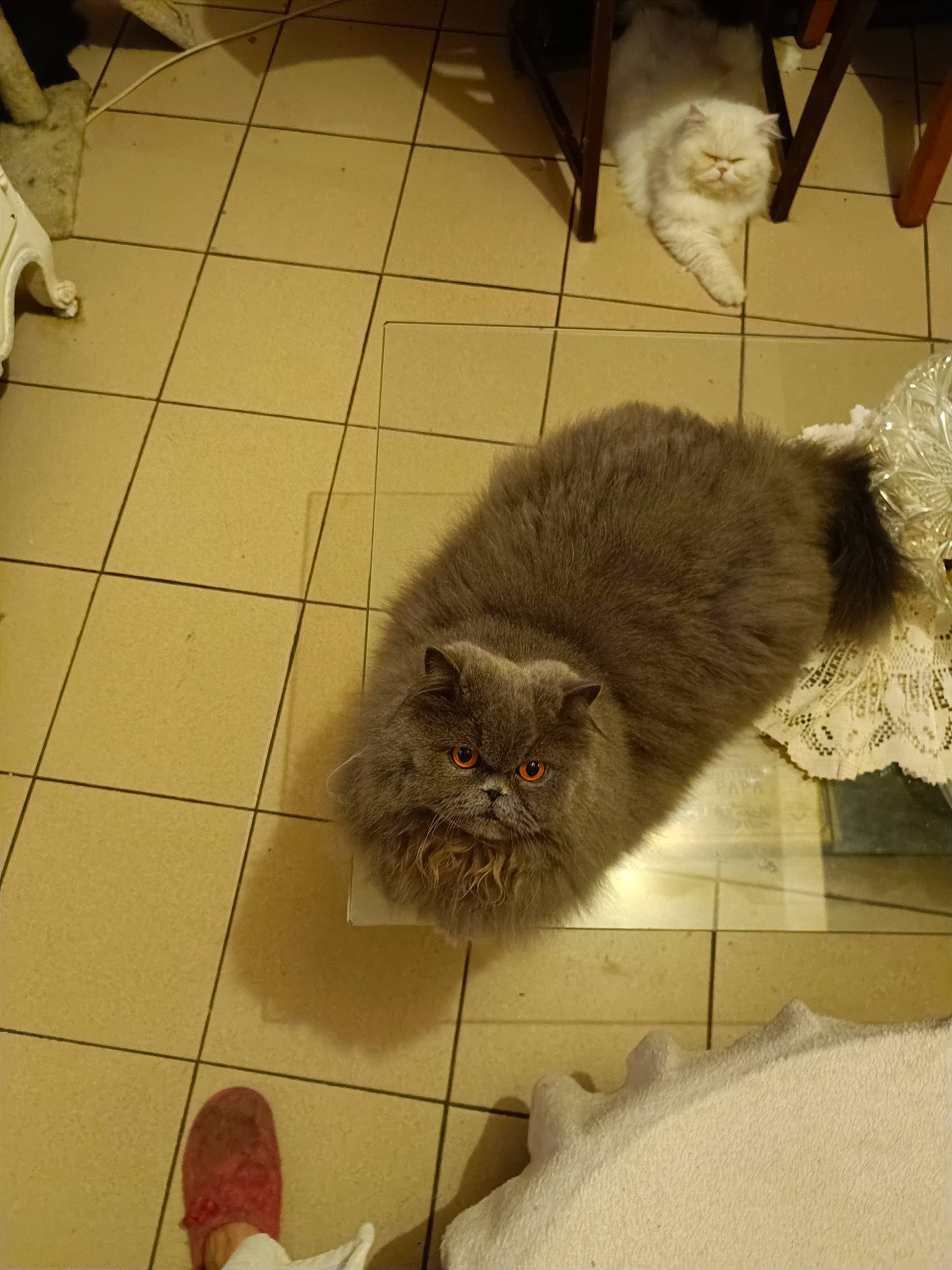 Ruby a rejoint le concours — aidez-le/la à gagner de superbes lots ! british_longhair, carnivore, cat, claw, comfort, domestic_short_haired_cat, eye, fawn, felidae, floor, flooring, fur, hardwood, small_to_medium_sized_cats, snout, tail, terrestrial_animal, tile_flooring, whiskers, wood