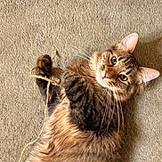 Tucker is registered to the contest to win money with this photo: cat, tabby, playful, string, carpet, fur, whiskers, pet, animal, cute, indoor, looking_up, lying_down, ears, claws, domestic, feline, closeup, brown, relaxed