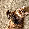 cat, tabby, playful, string, carpet, fur, whiskers, pet, animal, cute, indoor, looking_up, lying_down, ears, claws, domestic, feline, closeup, brown, relaxed