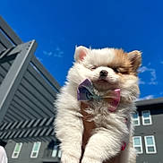 Tequila joined the competition — help win amazing prizes! puppy, dog, bow_tie, fluffy, outdoor, blue_sky, building, modern_architecture, sunny, pet, cute, small_dog, white_fur, brown_fur, hand, portrait, animal, daylight, happy, close_up