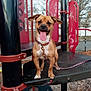 dog, playground, smiling, tongue_out, leash, collar, outdoor, pet, happy, brown_dog, metal_structure, play_equipment, fence, trees, daylight, park, animal, cute, standing, fun