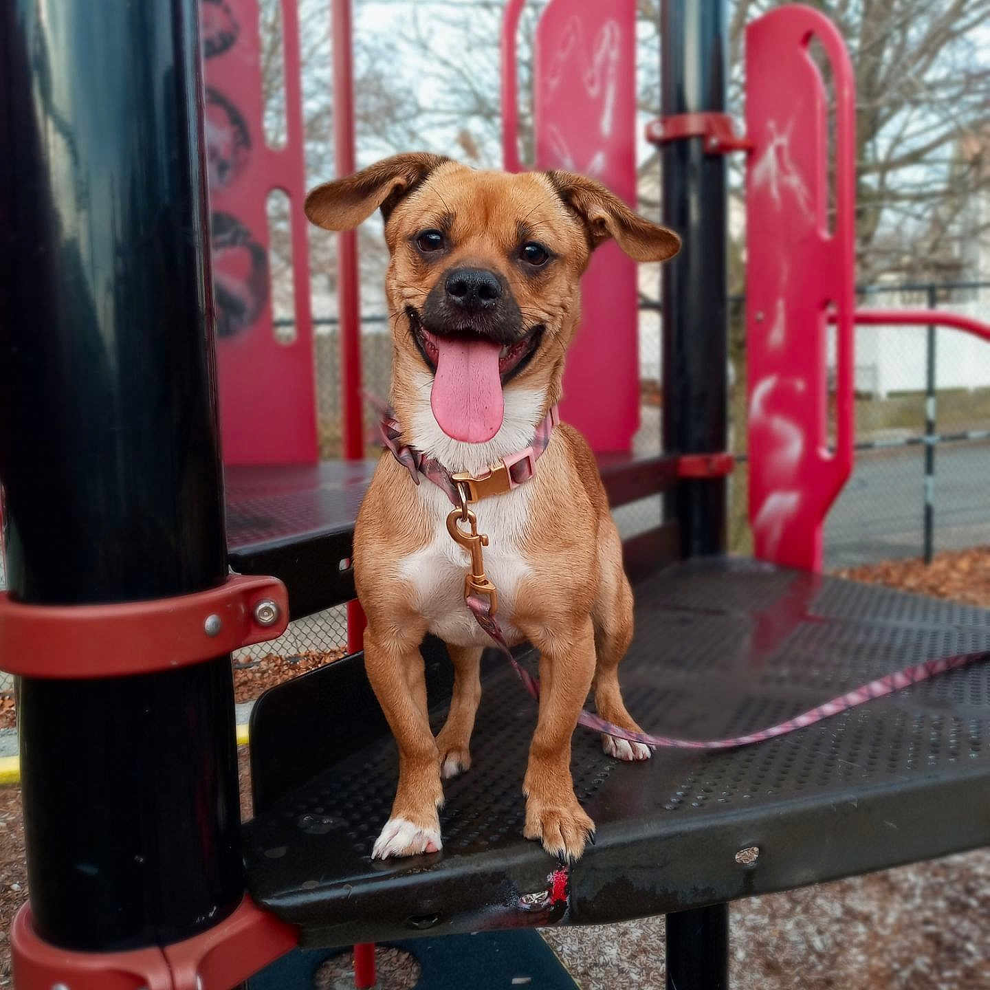 Stella joined the competition — help win amazing prizes! animal, brown_dog, collar, cute, daylight, dog, fence, fun, happy, leash, metal_structure, outdoor, park, pet, play_equipment, playground, smiling, standing, tongue_out, trees