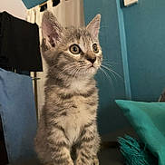 Tagada a rejoint le concours — aidez-le/la à gagner de superbes lots ! kitten, cat, tabby, indoor, pet, animal, feline, sitting, curious, cute, fur, whiskers, ears, eyes, couch, cushion, home, cozy, background, soft_lighting