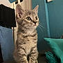 kitten, cat, tabby, indoor, pet, animal, feline, sitting, curious, cute, fur, whiskers, ears, eyes, couch, cushion, home, cozy, background, soft_lighting