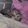 Tagada participe au concours pour gagner de l'argent avec cette photo : kitten, cat, bed, plush_toy, purple, blanket, sleeping, indoor, pet, feline, striped, cute, cozy, animal, soft, resting, eyes, night, comfort, furniture
